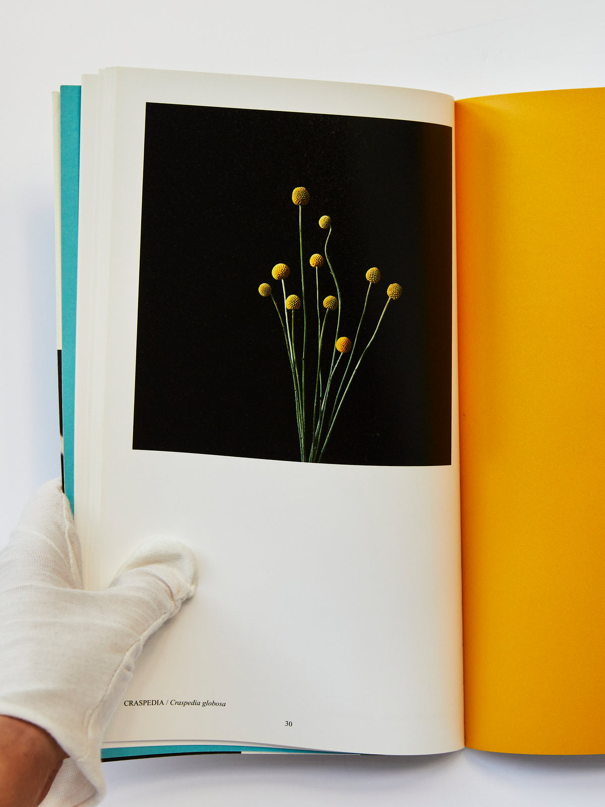 Studio Botanical