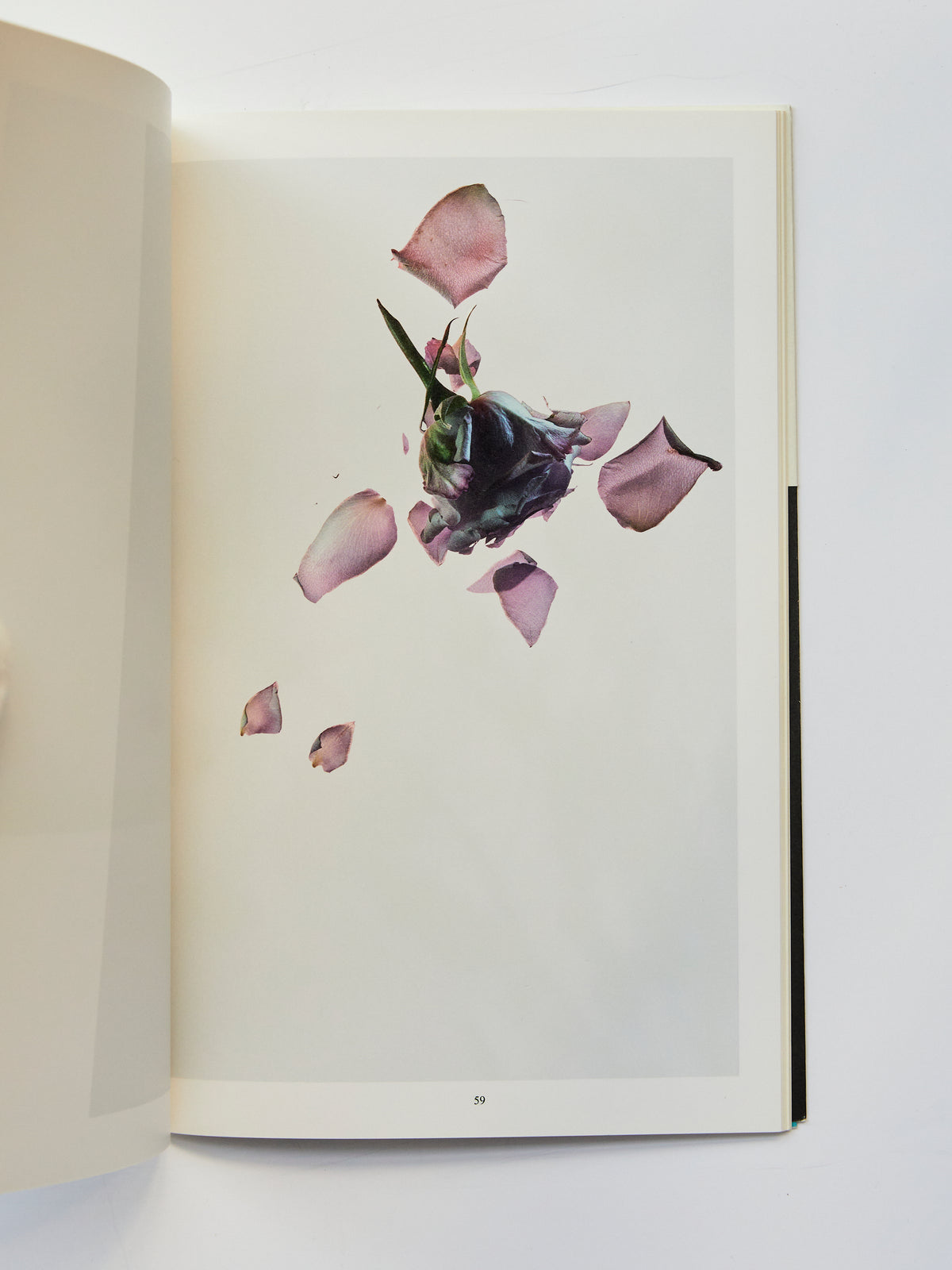 Studio Botanical